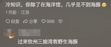 物!看完分享直接颠覆认知笑到停不下来澳门新葡京海豚竟是海里最色的哺乳动(图2)